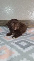 Bella , a female Shihpoo for sale in New Haven, IN – 3 of 3