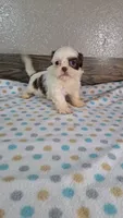 Shelly, a female Shih Tzu for sale in New Haven, IN – 2 of 3