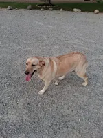 Marlo, a female Labrador Retriever for sale in New Haven, IN – 2 of 2