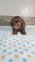 Charlie , a male Shihpoo for sale in New Haven, IN – 2 of 3
