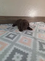 Grace.          AKC registered, a female Labrador Retriever for sale in New Haven, IN – 2 of 2