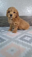 Arnold, a male Poodle - Miniature  for sale in New Haven, IN – Photo 2 of 3