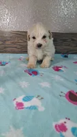 Skippy, a male Maltipoo for sale in New Haven, IN – 1 of 2