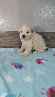 Champ, a male Maltipoo for sale in New Haven, IN – 3 of 3