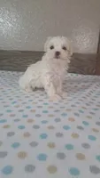 Blitz, a male Maltese for sale in New Haven, IN – 2 of 3