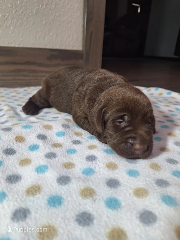 Max AKC – Labrador Retriever puppy for sale in New Haven, IN