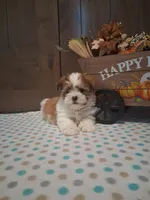 Titus, a male Shih Tzu for sale in New Haven, IN – 3 of 3