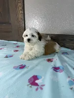 Topper , a male Mal Shi for sale in New Haven, IN – 2 of 4