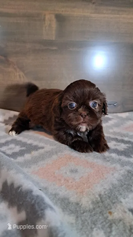 Sheila  – Shih Tzu puppy for sale in New Haven, IN