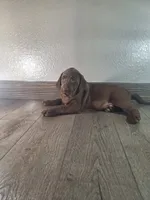 Charlie.   Akc registered , a male Labrador Retriever for sale in New Haven, IN – 2 of 2
