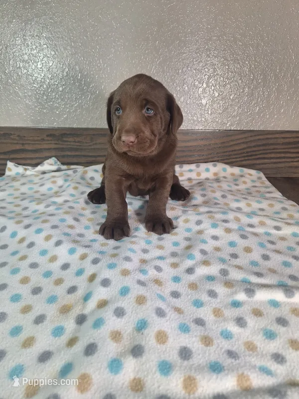 Teddy.       Akc registered  – Labrador Retriever puppy for sale in New Haven, IN