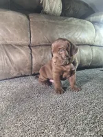 Teddy.       Akc registered , a male Labrador Retriever for sale in New Haven, IN – 3 of 4