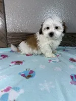 Topper , a male Mal Shi for sale in New Haven, IN – 3 of 4