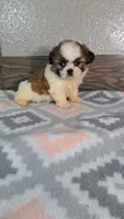 George , a male Shih Tzu for sale in New Haven, IN – 2 of 3