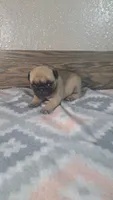 Shelly , a female Pug for sale in New Haven, IN – 2 of 3