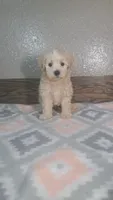Champ, a male Maltipoo for sale in New Haven, IN – 1 of 3