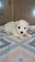 George , a male Maltese for sale in New Haven, IN – 2 of 3