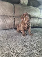 Teddy.       Akc registered , a male Labrador Retriever for sale in New Haven, IN – 2 of 4
