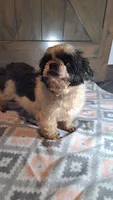 Cindy, a female Shih Tzu for sale in New Haven, IN – 2 of 2