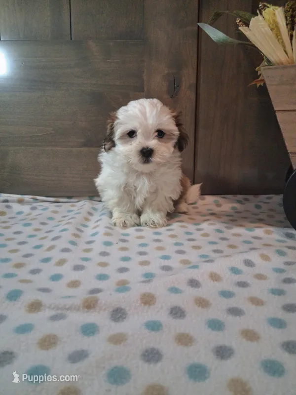 Topper – Shih Tzu puppy for sale in New Haven, IN