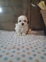 Topper, a male Shih Tzu for sale in New Haven, IN – 1 of 3