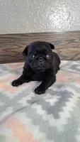 Charlotte , a female Pug for sale in New Haven, IN – Photo 1 of 3