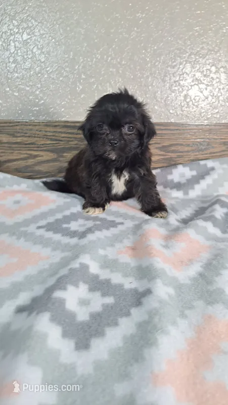 Daisy  – Shihpoo puppy for sale in New Haven, IN