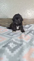 Daisy , a female Shihpoo for sale in New Haven, IN – 1 of 3