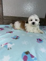 Topper , a male Mal Shi for sale in New Haven, IN – 4 of 4