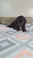 Daisy , a female Shihpoo for sale in New Haven, IN – 3 of 3