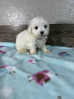 Jeffery , a male Maltese for sale in New Haven, IN – 2 of 2
