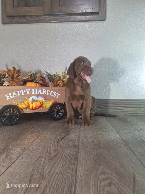 Charlie.   Akc registered  – Labrador Retriever puppy for sale in New Haven, IN