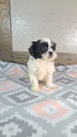 Trixie , a female Shihpoo for sale in New Haven, IN – 2 of 4