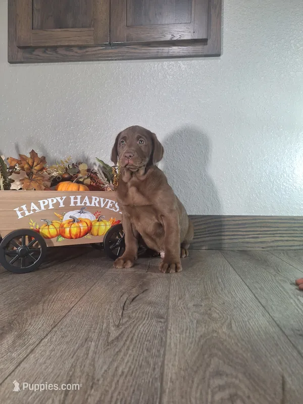 Teddy.       Akc registered  – Labrador Retriever puppy for sale in New Haven, IN