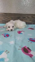 Diamond , a female Maltese for sale in New Haven, IN – 2 of 2