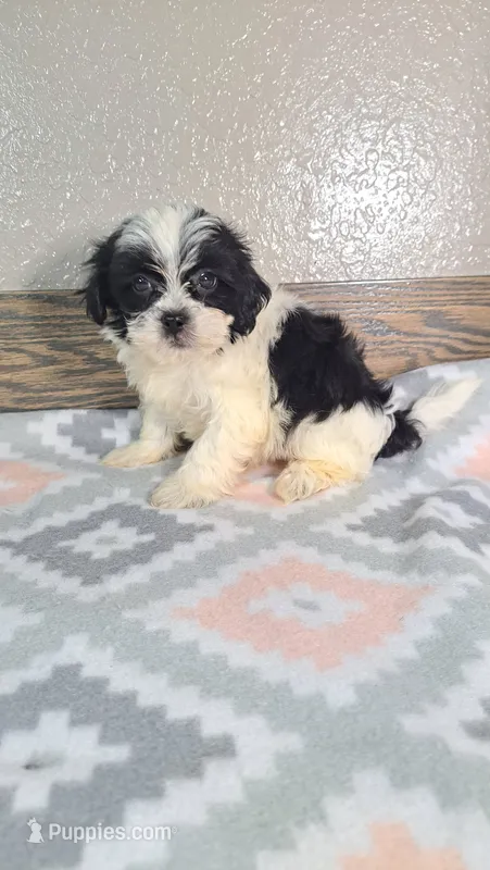 Trixie  – Shihpoo puppy for sale in New Haven, IN