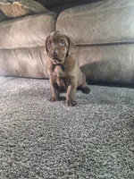 Teddy.       Akc registered , a male Labrador Retriever for sale in New Haven, IN – 4 of 4