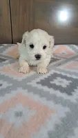 George , a male Maltese for sale in New Haven, IN – 3 of 3