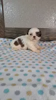 Shelly, a female Shih Tzu for sale in New Haven, IN – 3 of 3