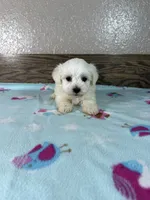 Jaylen, a male Maltese for sale in New Haven, IN – 2 of 2