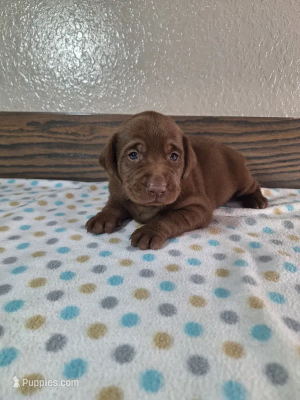 Teddy.       Akc registered  – Labrador Retriever puppy for sale in New Haven, IN
