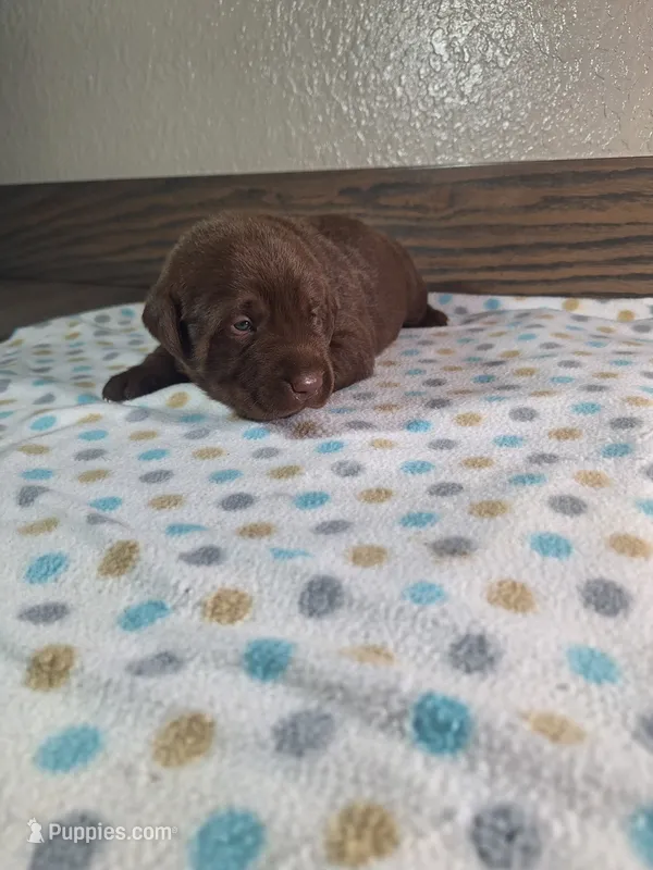 Max AKC – Labrador Retriever puppy for sale in New Haven, IN