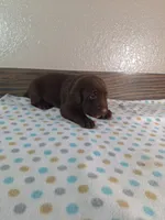 Teddy.       Akc registered , a male Labrador Retriever for sale in New Haven, IN – 2 of 2