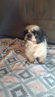 Cindy, a female Shih Tzu for sale in New Haven, IN – 1 of 2