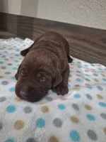 Max AKC, a male Labrador Retriever for sale in New Haven, IN – 2 of 2
