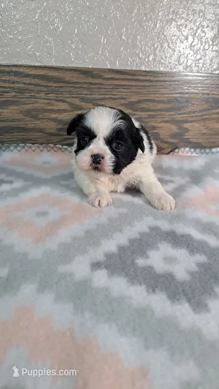 Charlie  – Shih Tzu puppy for sale in New Haven, IN