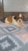 Shiloh , a female Shih Tzu for sale in New Haven, IN – 2 of 2