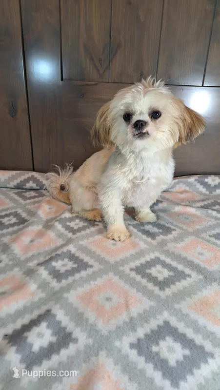 Cupcake  – Shih Tzu puppy for sale in New Haven, IN