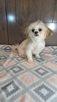 Cupcake , a female Shih Tzu for sale in New Haven, IN – Photo 1 of 2