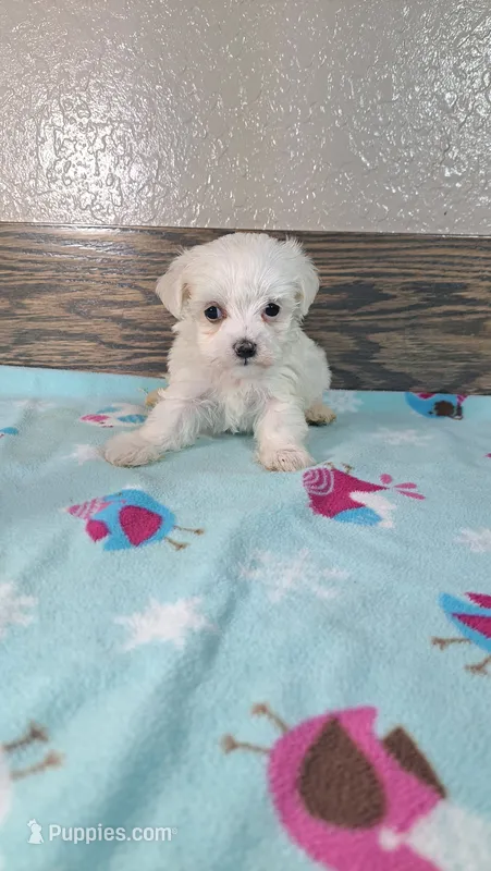 Fritz  – Maltese puppy for sale in New Haven, IN